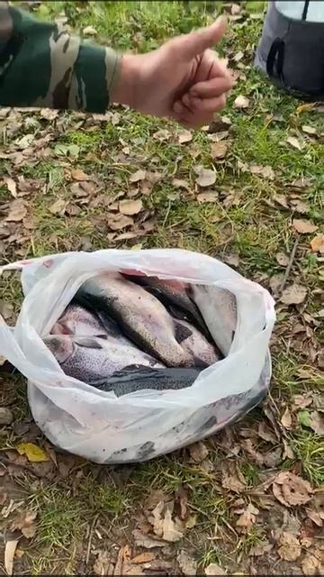05-10-2025 ой и сегодня ещё поймали фору.😉😁🎣