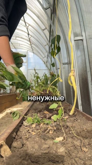 У вас тоже не поспели помидоры?
