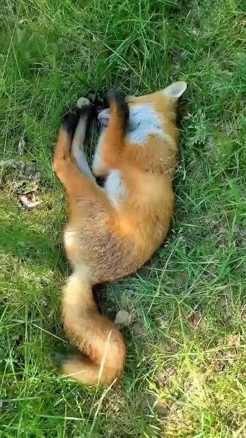 🌏 🦊