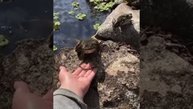 жаба