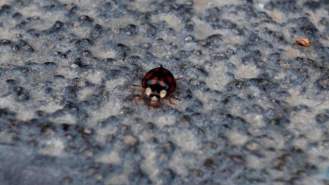 В регионах РФ нашествие ядовитых божьих коровок из-за потепления в октябре