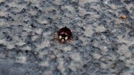 В регионах РФ нашествие ядовитых божьих коровок из-за потепления в октябре