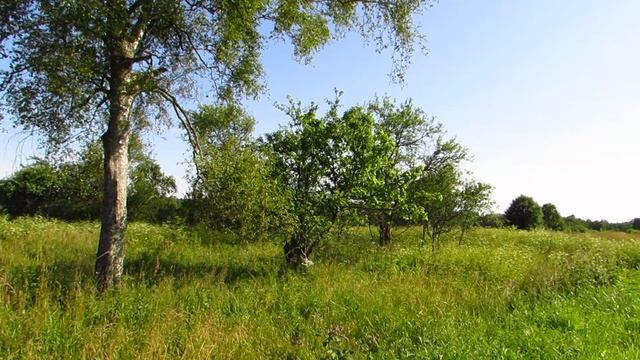 Лето 2025. Новгородская область