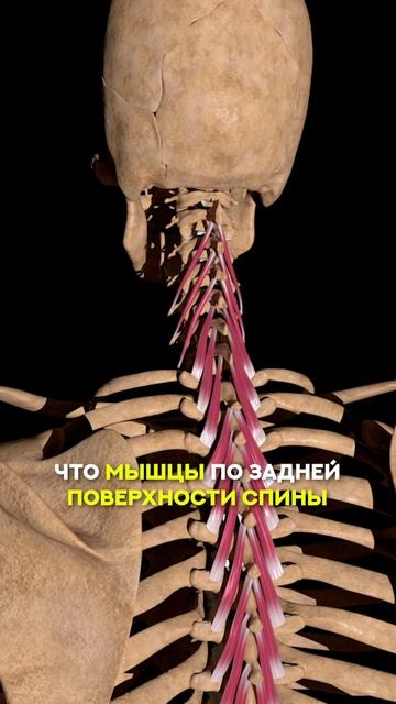 Почему появляется двойной подбородок?