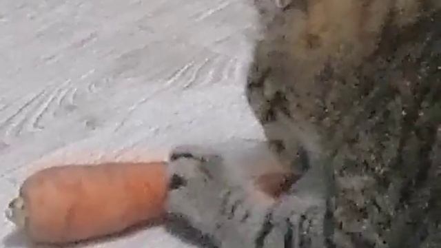 Коты и Морковь