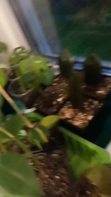 VID_20250926_193743.mp4