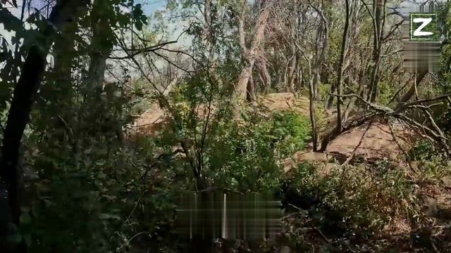 СВО бойцы ВСУ в окрестностях н.п. Грековка прочесывают лесополосу .