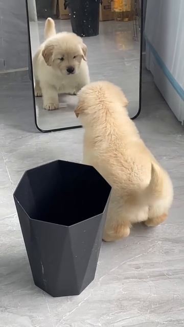 Смешные животные