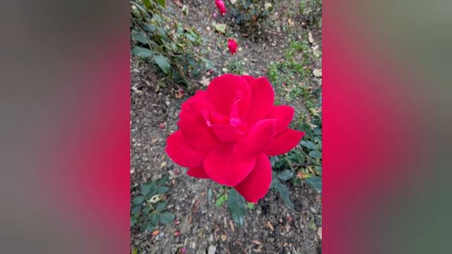 795.Эмма и её розовая🌹мечта.