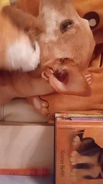 VID_20251005_221957.mp4