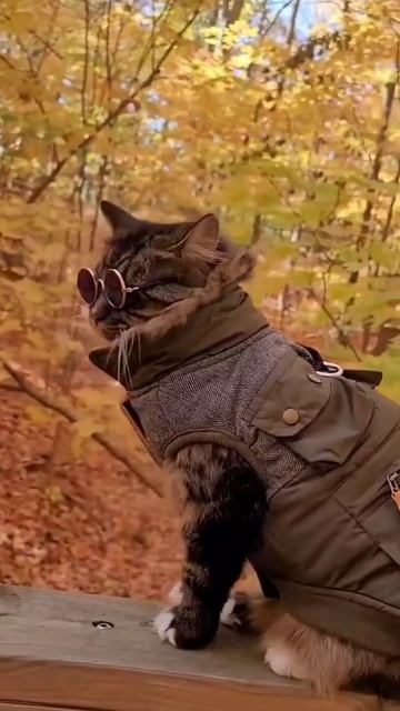 САМЫЙ ПАФОСНЫЙ КОТ В МИРЕ