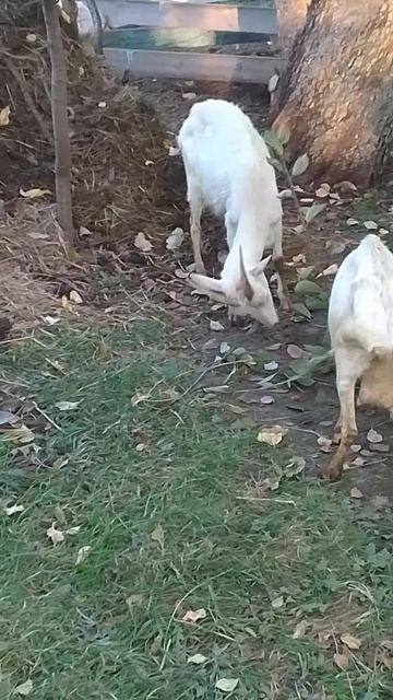 VID_20251004_165011.mp4