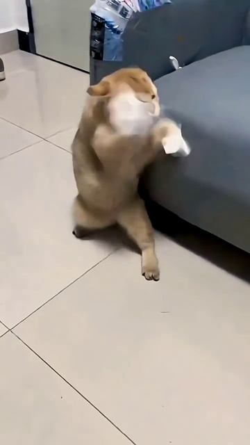 Смешные животные