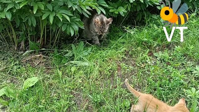 Фелинологам на заметку:)(:)