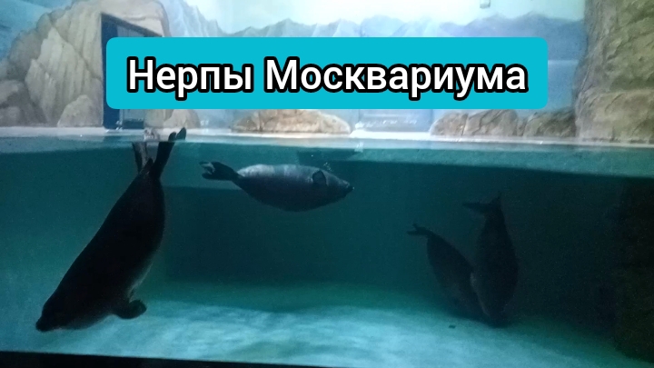 Нерпы в Москвариуме