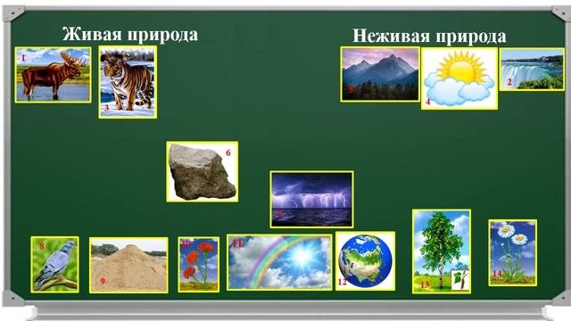 Урок 9 Объекты живой природы. Сравнение объектов неживой и живой природ