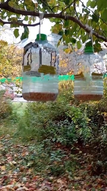 05.10.25. пополнила кормом ближние кормушки для воробьев, белочек и мелких лесопарковых птиц