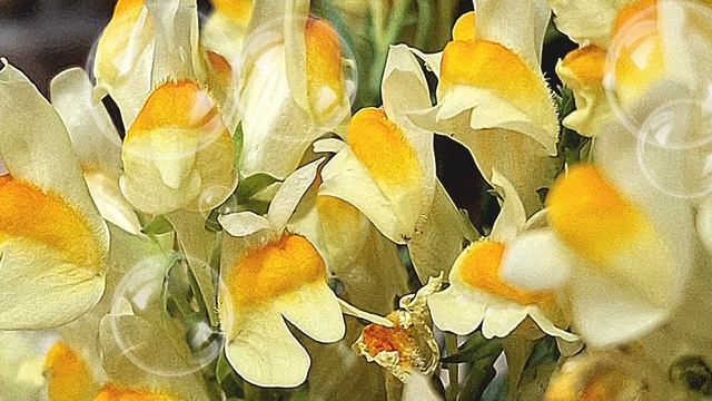 Туган Көн-Изге Көн.День рождения-Святой День.Музыкальная открытка на татарском языке.