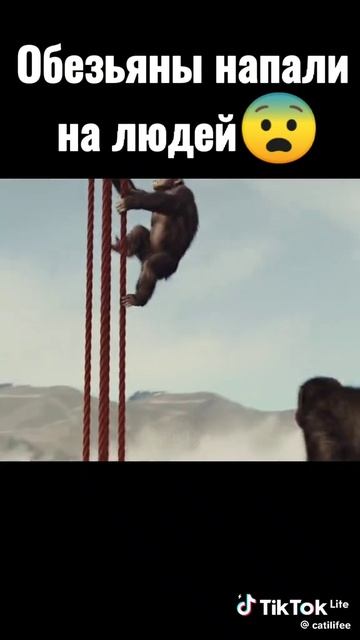 Обезьяны напали на людей