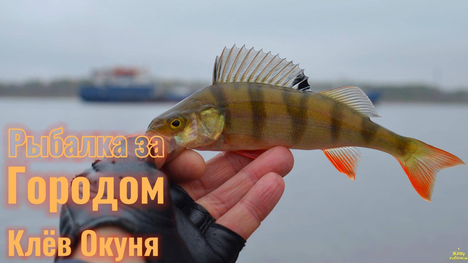 КЛЁВ ОКУНЯ НА ВСЕ ЦВЕТА И РАЗМЕРЫ ПРИМАНОК ПЕРВАЯ ОКТЯБРЬСКАЯ РЫБАЛКА ЗА ГОРОДОМ НЕВА ОСЕНЬ 2025