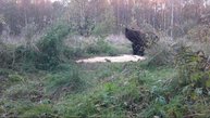 Косолапый на кормушке. Медведь Ленинградская область.