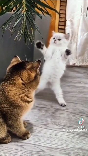 приколы