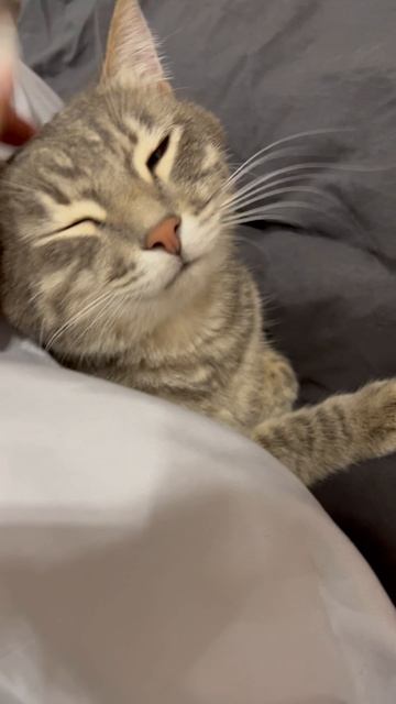 Милый котик 🐱