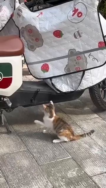 Наш TG Https://t.me/liveofcats