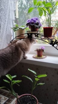 Синички прилетели-3