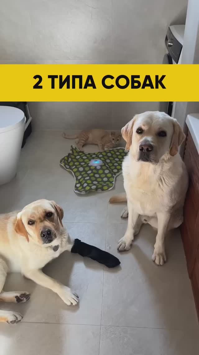 Марти агр лабрадор 🥴