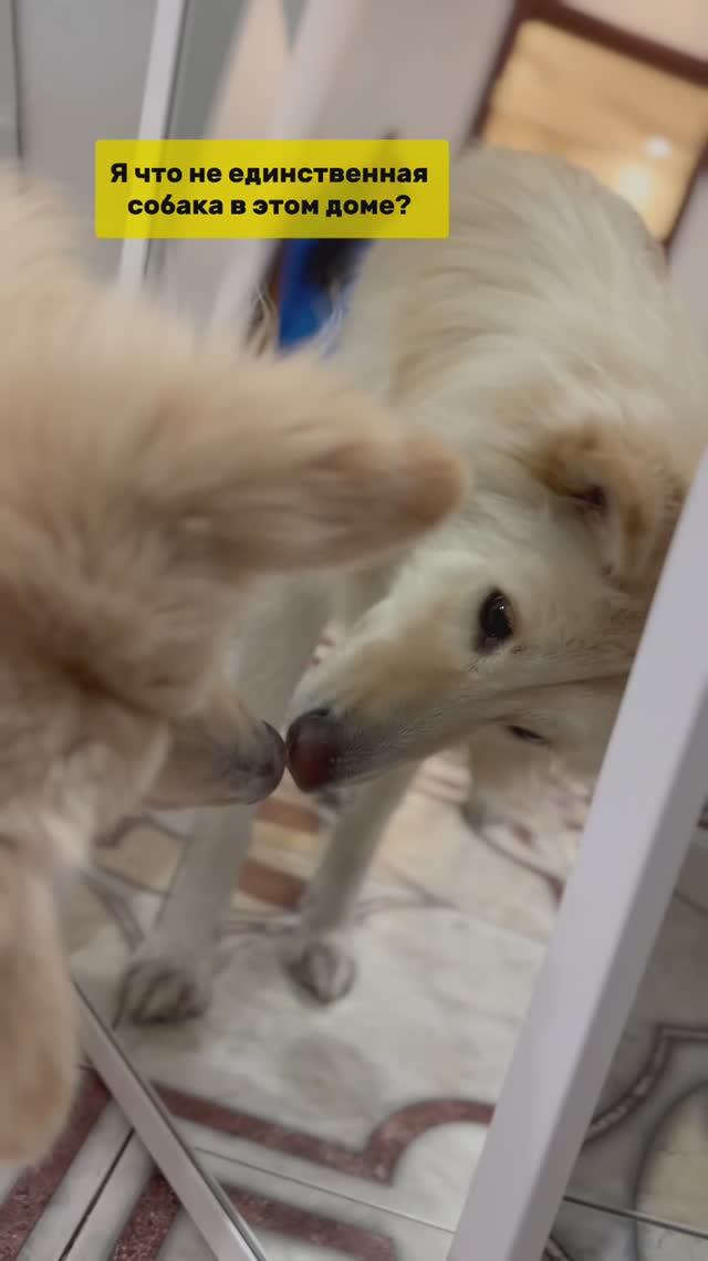 Минутка самолюбования 🥰 #собака #юмор #животные