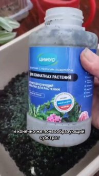 Как правильно пересаживать фиалки