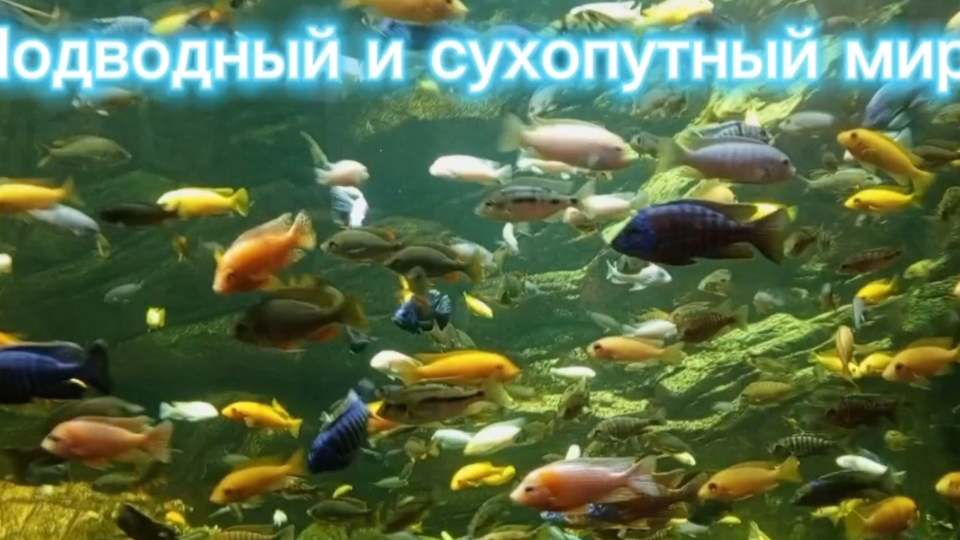 ОКЕАНАРИУМ ВОРОНЕЖ