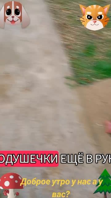 У нас доброе утро а у вас🐶🐱😆