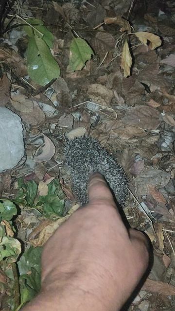 Маленький ёжик пришёл за вкусняшками.