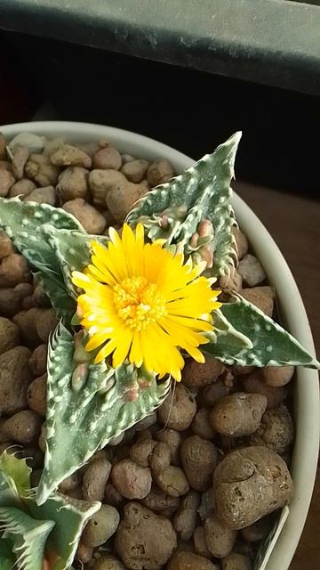 Faucaria Tuberculosa. Фаукария.  #суккуленты #хобби