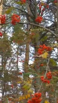 Какая красивая осень...