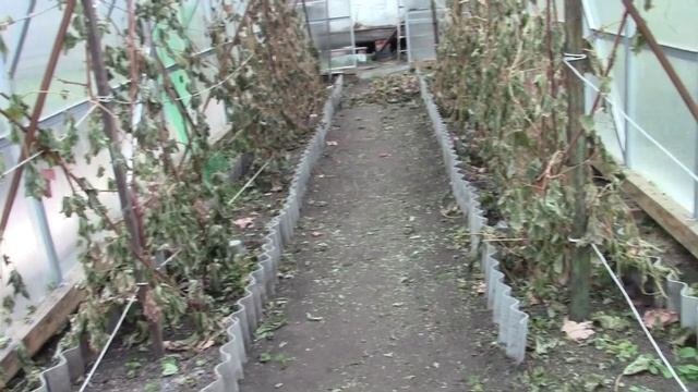 Муромцево  4 и 5 Октября  2025г г Готовим виноград к зиме 7