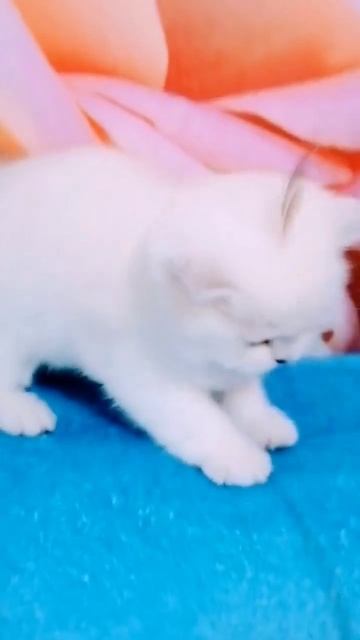 Скоттиш страйт