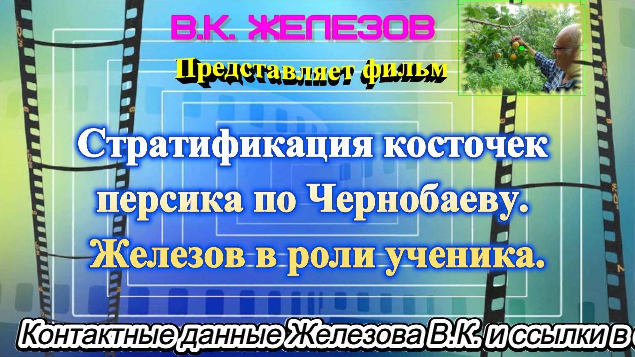 Стратификация косточек персика по Чернобаеву. Железов в роли ученика.