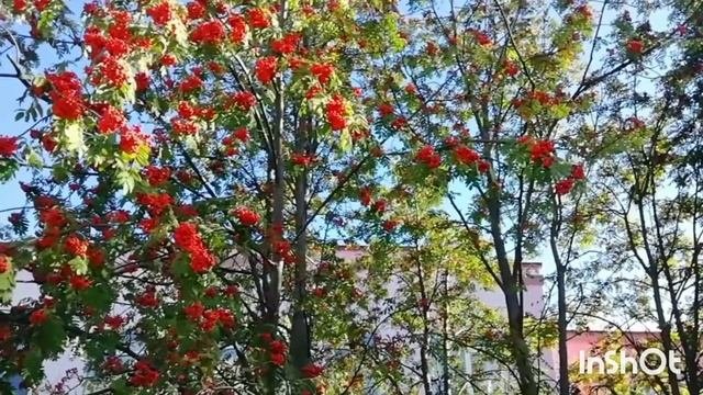 Эти ягоды классные красные