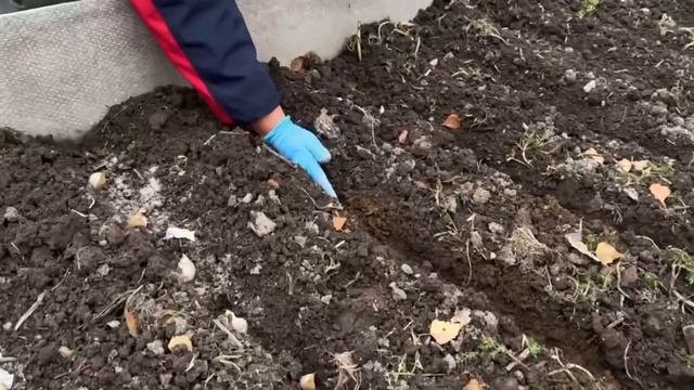 ВЫСАЖИВАЮ ЧЕСНОК ОЗИМЫЙ. КАК Я ЭТО ДЕЛАЮ И КАКИЕ СОРТА Я ВЫБРАЛА