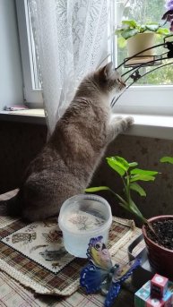 Синички прилетели-1