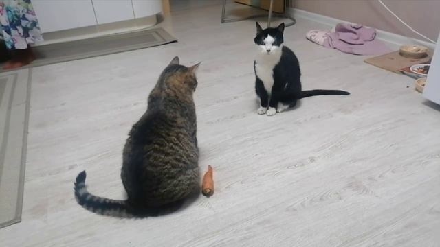 что-то из жизни котов :)