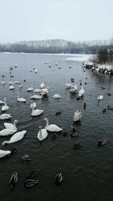 Алтайский край