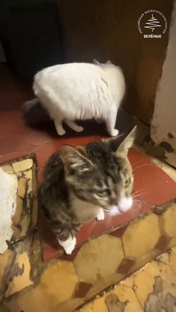 Приютино