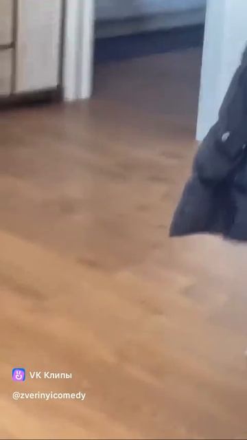 котики