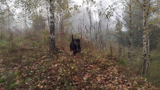 Чуха любит гулять