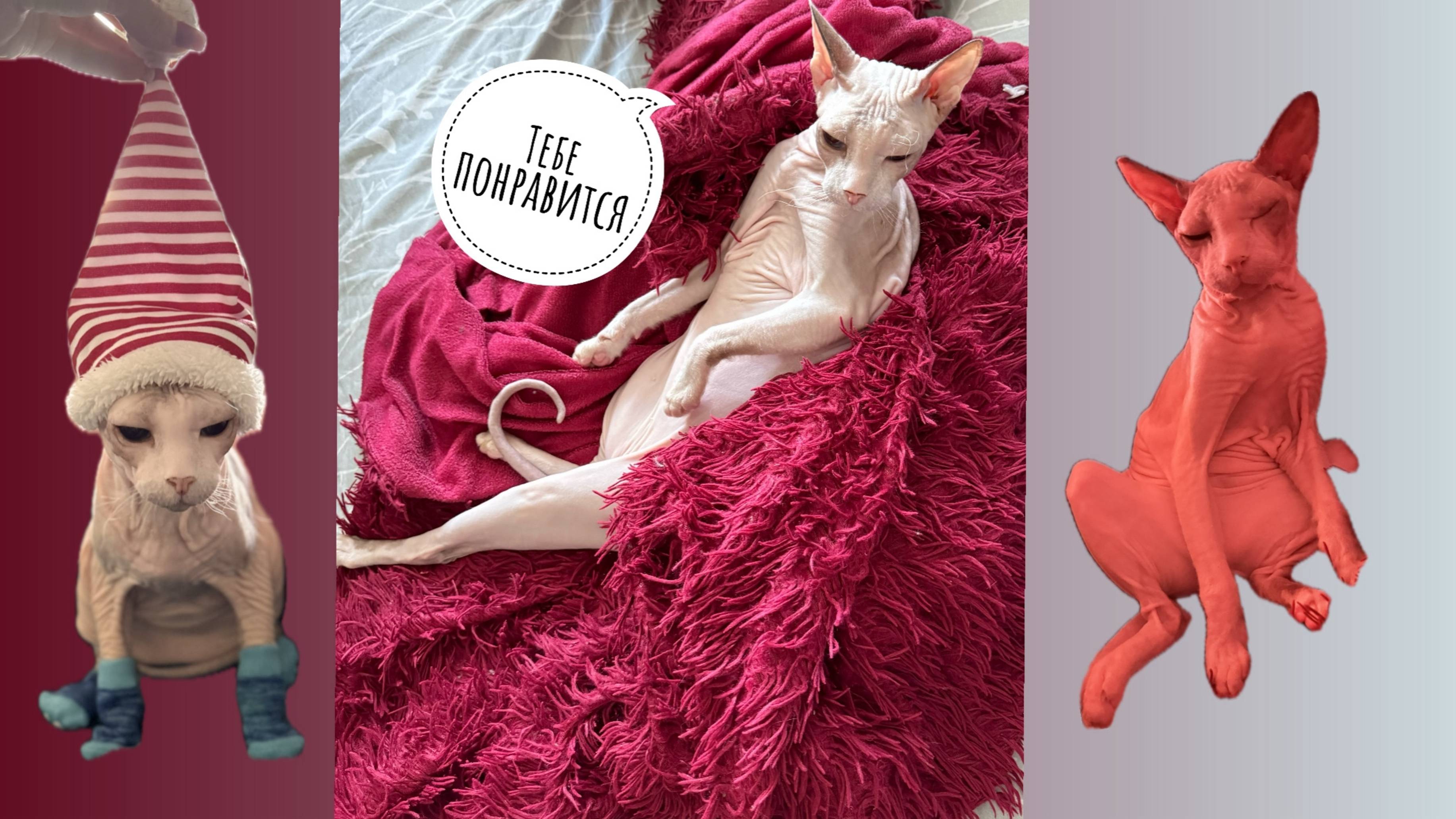 Без кота и жизнь не та! Приколы с котами, кот сфинкс