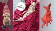Без кота и жизнь не та! Приколы с котами, кот сфинкс
